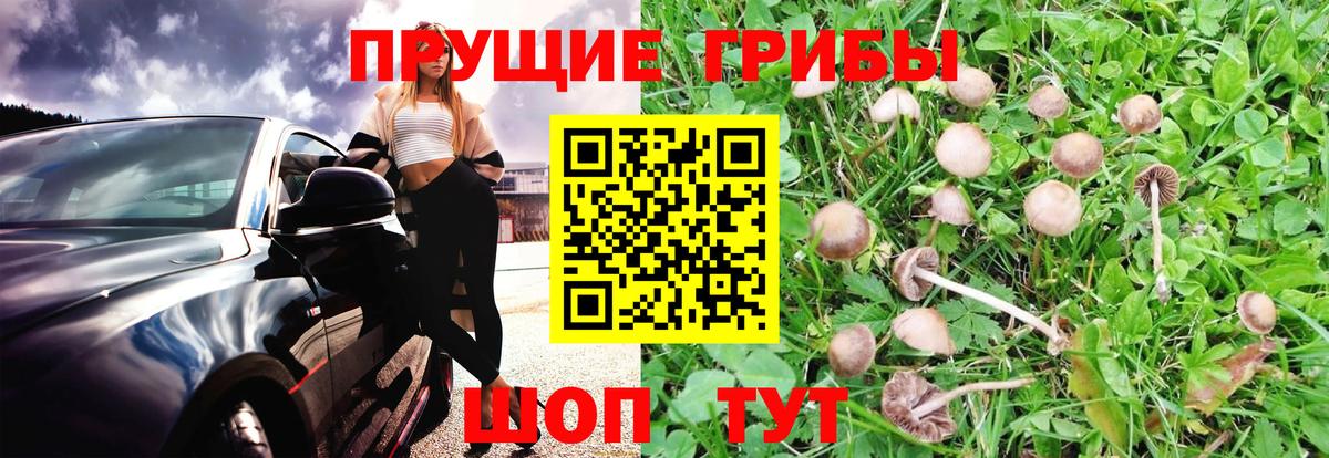 купить  сайты  Вход с VPN  Подольск  Псилоцибиновые грибы мухоморы 